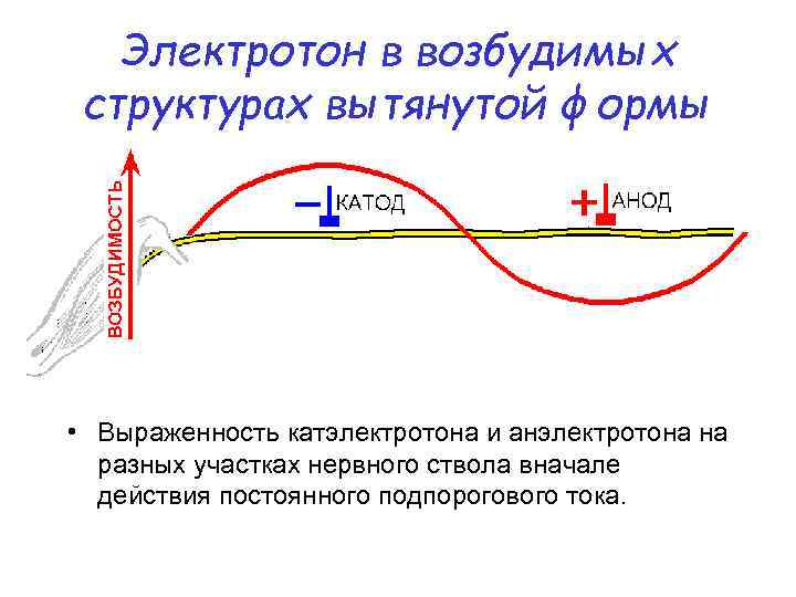 Электротон в возбудимых структурах вытянутой формы • Выраженность катэлектротона и анэлектротона на разных участках