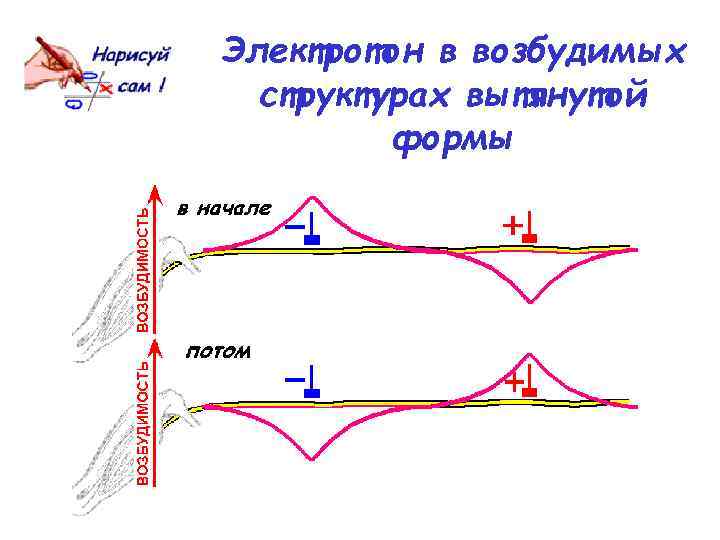 Электротон в возбудимых структурах вытянутой формы 