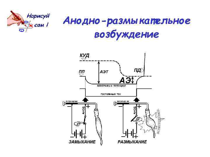 Анодно-размыкательное возбуждение 