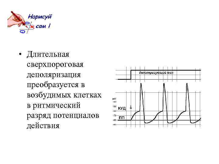  • Длительная сверхпороговая деполяризация преобразуется в возбудимых клетках в ритмический разряд потенциалов действия