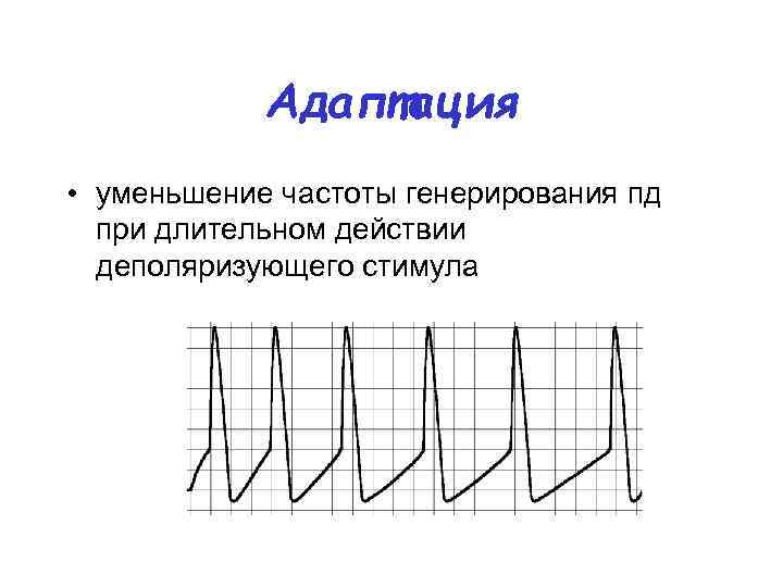 Адаптация • уменьшение частоты генерирования пд при длительном действии деполяризующего стимула 