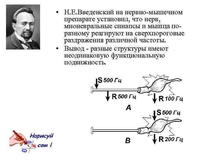  • Н. Е. Введенский на нервно-мышечном препарате установил, что нерв, мионевральные синапсы и