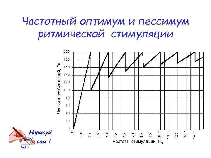 Частотный оптимум и пессимум ритмической стимуляции 