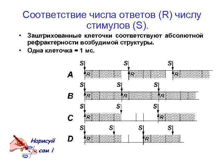 Соответствие числа ответов (R) числу стимулов (S). • Заштрихованные клеточки соответствуют абсолютной рефрактерности возбудимой