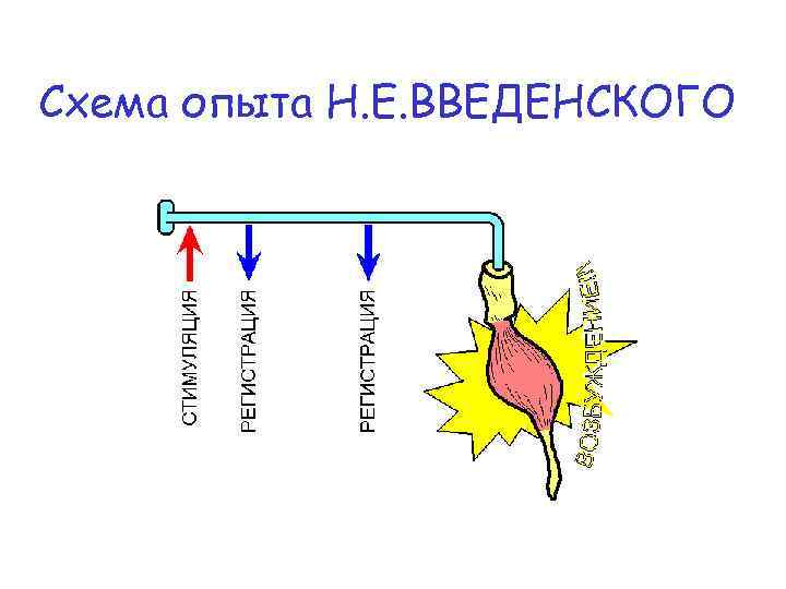 Схема опыта Н. Е. ВВЕДЕНСКОГО 