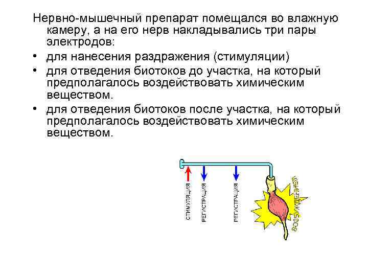 Нервно-мышечный препарат помещался во влажную камеру, а на его нерв накладывались три пары электродов: