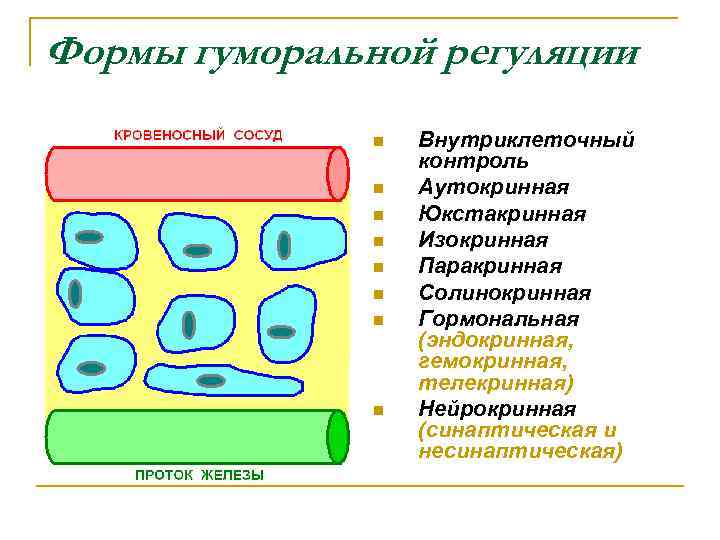 Формы гуморальной регуляции n n n n Внутриклеточный контроль Аутокринная Юкстакринная Изокринная Паракринная Солинокринная