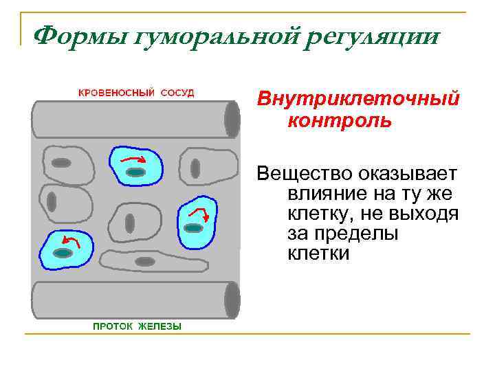 Формы гуморальной регуляции Внутриклеточный контроль Вещество оказывает влияние на ту же клетку, не выходя