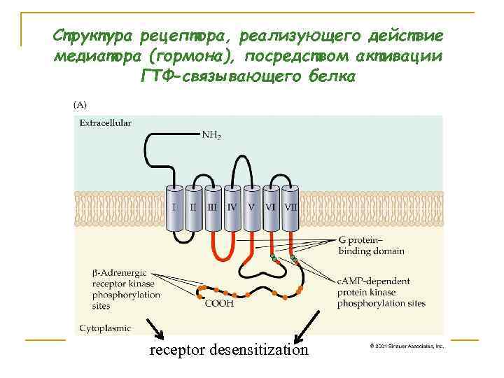 Структура рецептора, реализующего действие медиатора (гормона), посредством активации ГТФ-связывающего белка receptor desensitization 