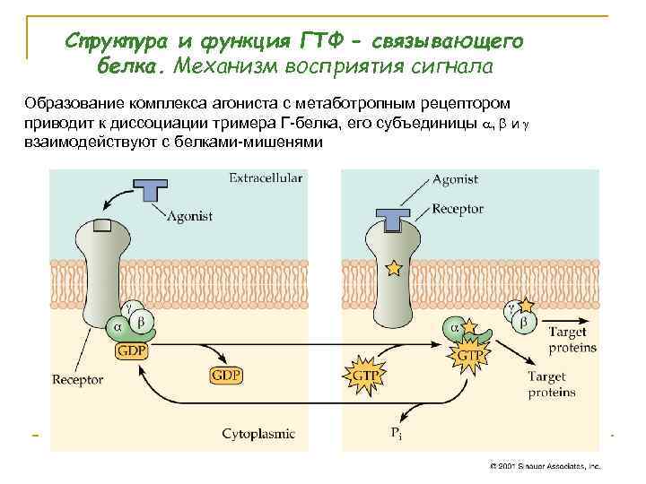 Структура и функция ГТФ - связывающего белка. Механизм восприятия сигнала Образование комплекса агониста с