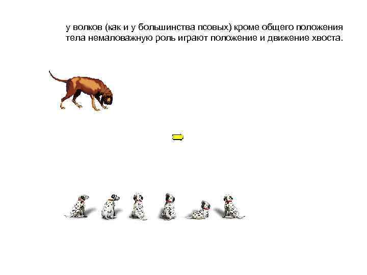 у волков (как и у большинства псовых) кроме общего положения тела немаловажную роль играют