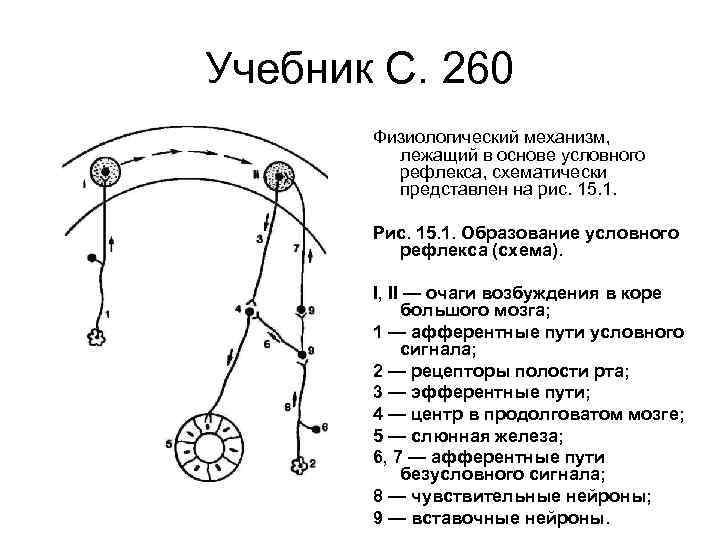 Учебник С. 260 Физиологический механизм, лежащий в основе условного рефлекса, схематически представлен на рис.