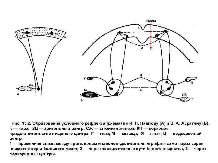 Рис. 15. 2. Образование условного рефлекса (схема) по И. П. Павлову (А) и Э.
