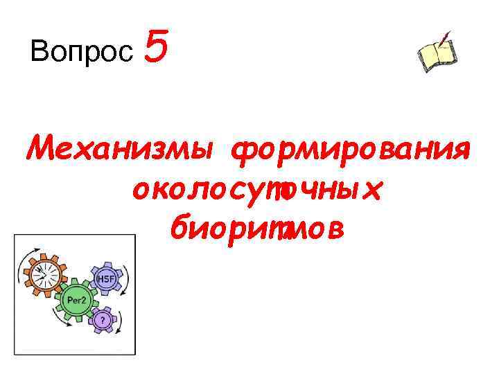 Вопрос 5 Механизмы формирования околосуточных биоритмов 