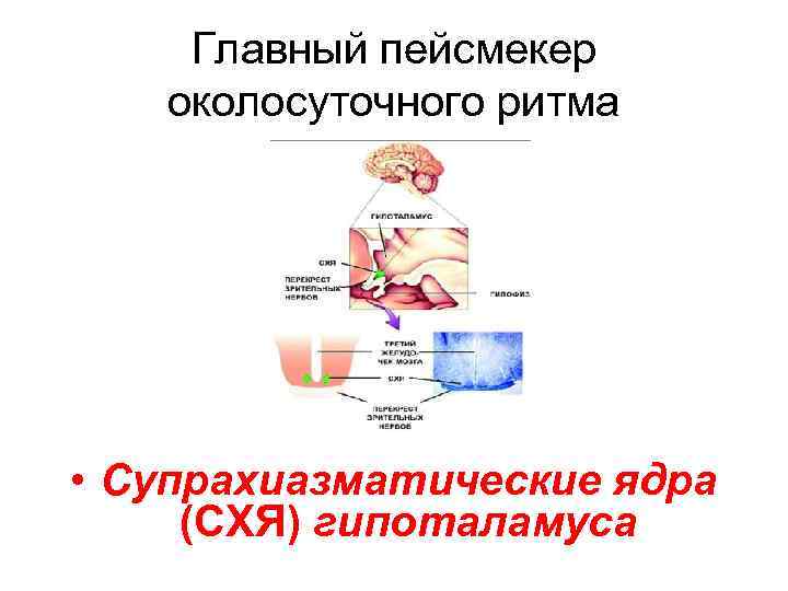 Главный пейсмекер околосуточного ритма • Супрахиазматические ядра (СХЯ) гипоталамуса 