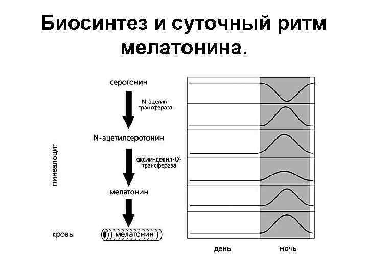 Биосинтез и суточный ритм мелатонина. 