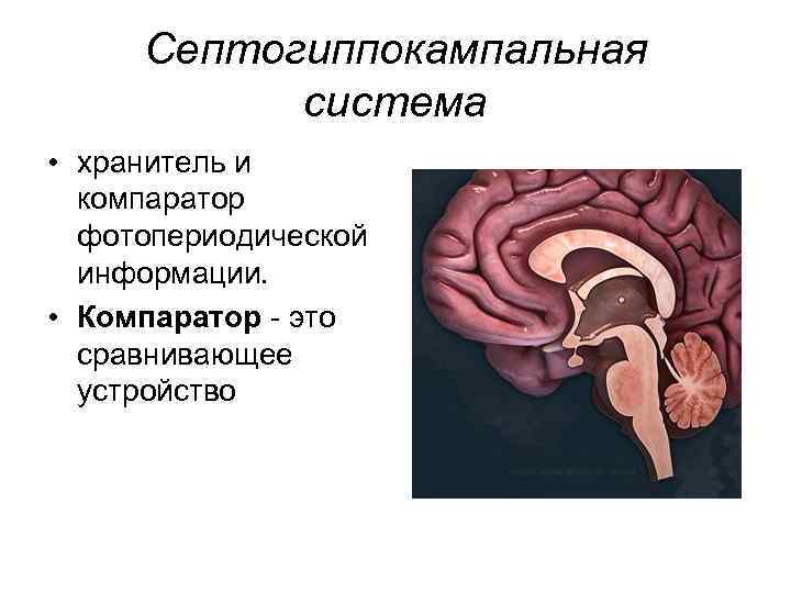 Септогиппокампальная система • хранитель и компаратор фотопериодической информации. • Компаратор - это сравнивающее устройство