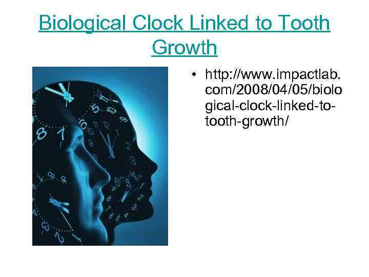 Biological Clock Linked to Tooth Growth • http: //www. impactlab. com/2008/04/05/biolo gical-clock-linked-totooth-growth/ 