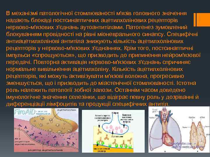 В механізмі патологічної стомлюваності м'язів головного значення надають блокаді постсинаптичних ацетилхолінових рецепторів нервово м'язових
