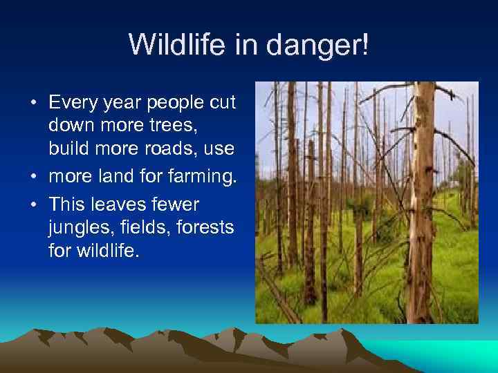 Wildlife in danger! • Every year people cut down more trees, build more roads,