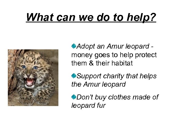 What can we do to help? Adopt an Amur leopard money goes to help