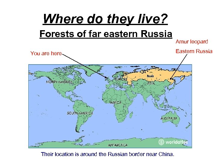 Where do they live? Forests of far eastern Russia You are here Their location