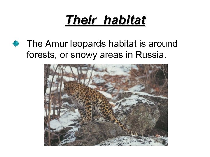 Their habitat The Amur leopards habitat is around forests, or snowy areas in Russia.