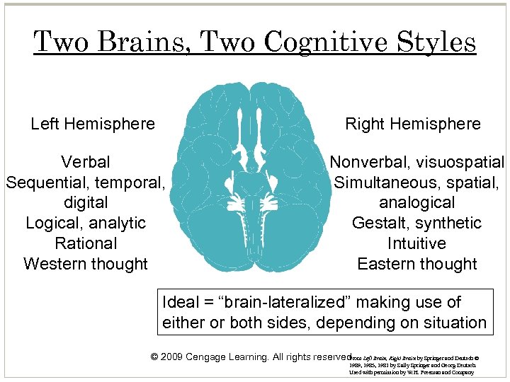Two Brains, Two Cognitive Styles Left Hemisphere Right Hemisphere Verbal Sequential, temporal, digital Logical,