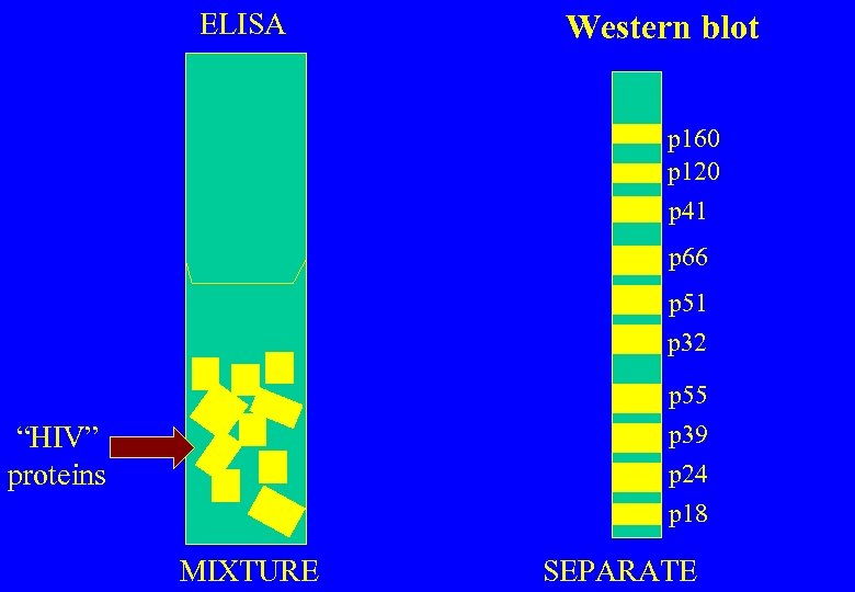 ELISA Western blot p 160 p 120 p 41 p 66 p 51 p