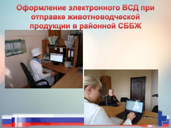 Оформление электронного ВСД при отправке животноводческой продукции в районной СББЖ 