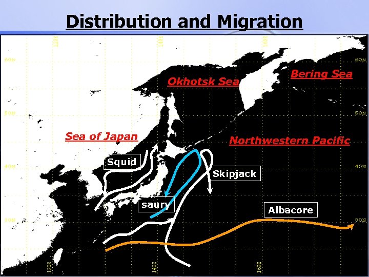 Distribution and Migration Okhotsk Sea of Japan Bering Sea Northwestern Pacific Squid Skipjack saury
