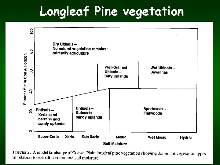 Longleaf Pine vegetation 