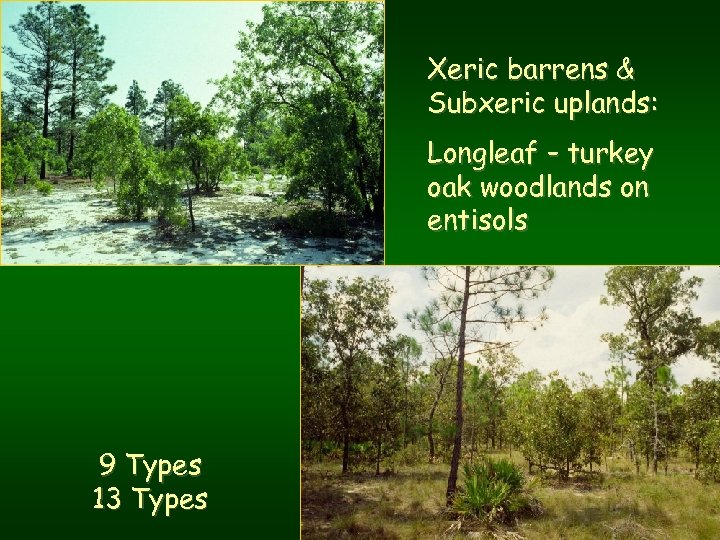 Xeric barrens & Subxeric uplands: Longleaf – turkey oak woodlands on entisols 9 Types