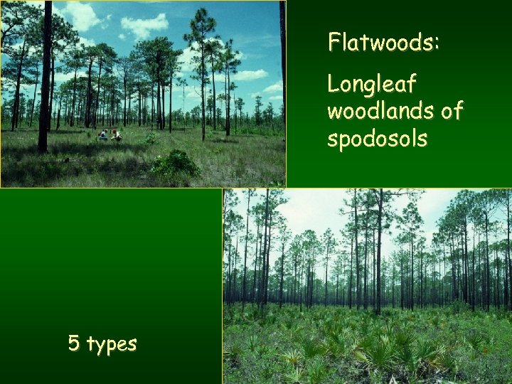 Flatwoods: Longleaf woodlands of spodosols 5 types 