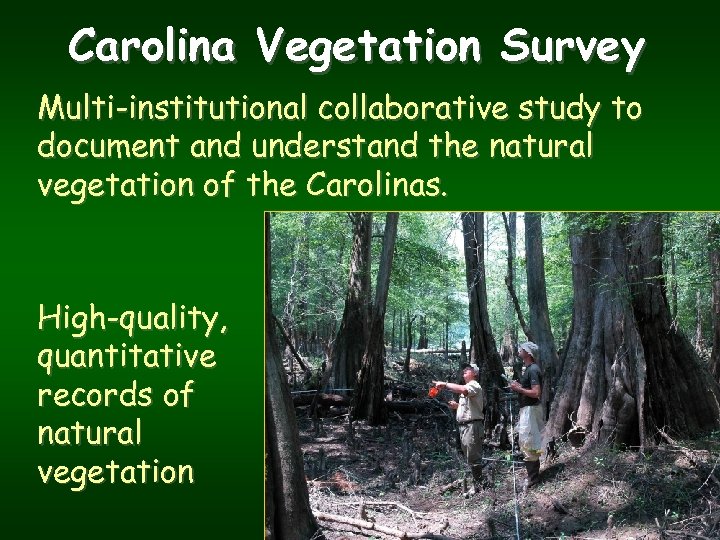 Carolina Vegetation Survey Multi-institutional collaborative study to document and understand the natural vegetation of