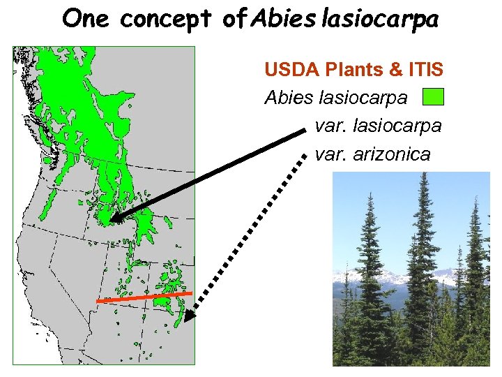 One concept of. Abies lasiocarpa USDA Plants & ITIS Abies lasiocarpa var. arizonica 