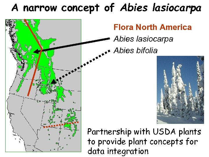 A narrow concept of Abies lasiocarpa Flora North America Abies lasiocarpa Abies bifolia Partnership