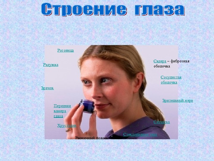 Роговица Склера – фиброзная оболочка Радужка Сосудистая оболочка Зрачок Зрительный нерв Передняя камера глаза