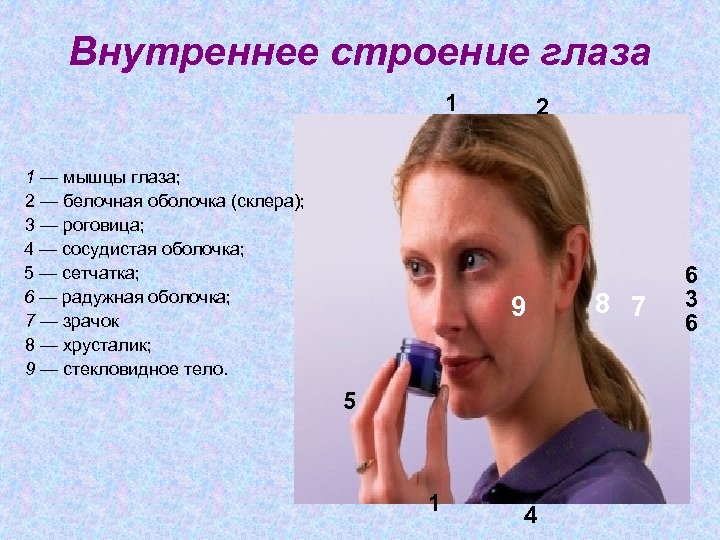 Внутреннее строение глаза 1 1 — мышцы глаза; 2 — белочная оболочка (склера); 3