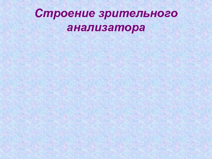Строение зрительного анализатора 