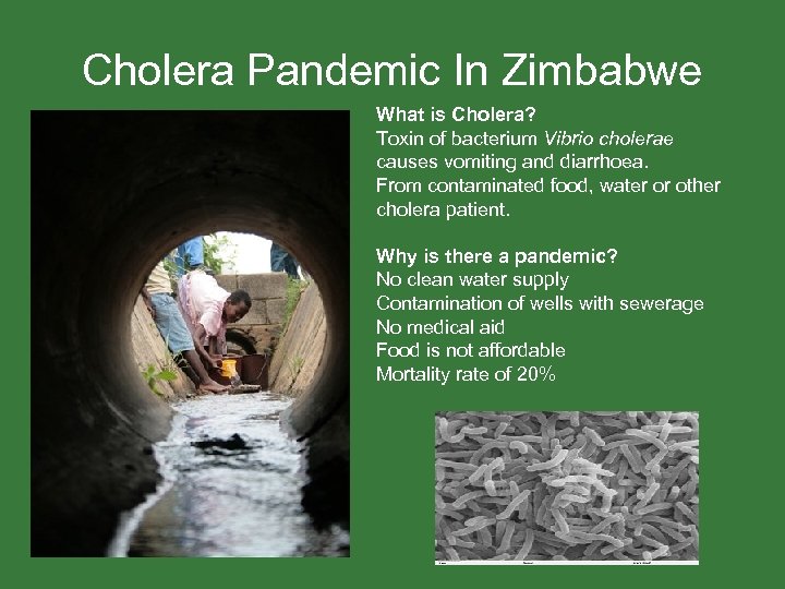 Cholera Pandemic In Zimbabwe What is Cholera? Toxin of bacterium Vibrio cholerae causes vomiting