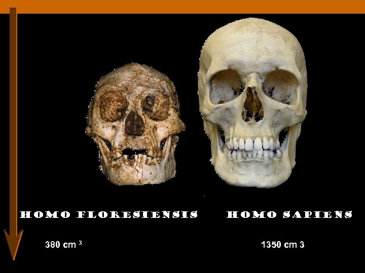 Homo floresiensis 380 cm 3 Homo sapiens 1350 cm 3 