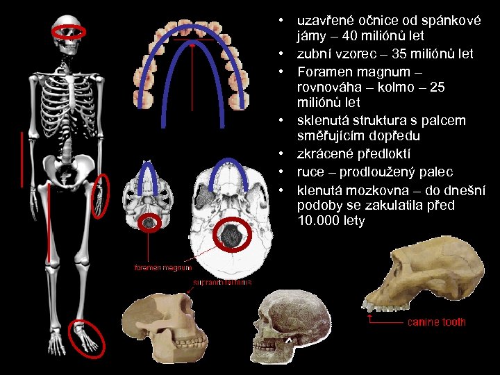  • uzavřené očnice od spánkové jámy – 40 miliónů let • zubní vzorec