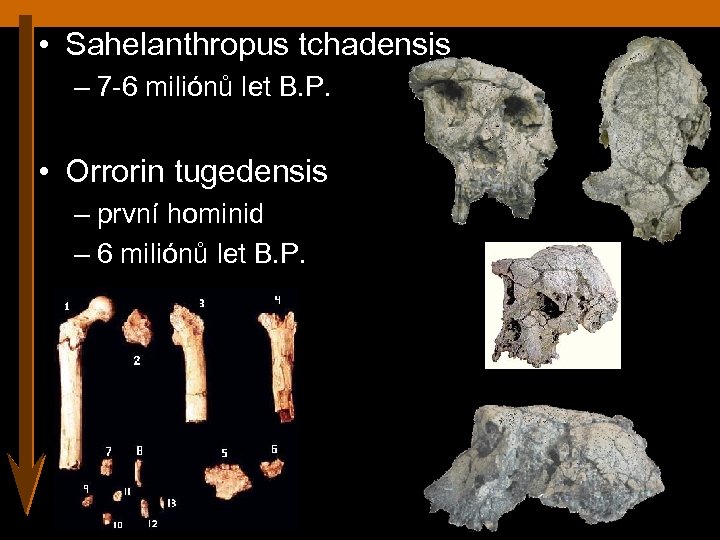  • Sahelanthropus tchadensis – 7 -6 miliónů let B. P. • Orrorin tugedensis