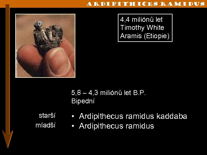 ARdipithices ramidus 4, 4 miliónů let Timothy White Aramis (Etiopie) 5, 8 – 4,