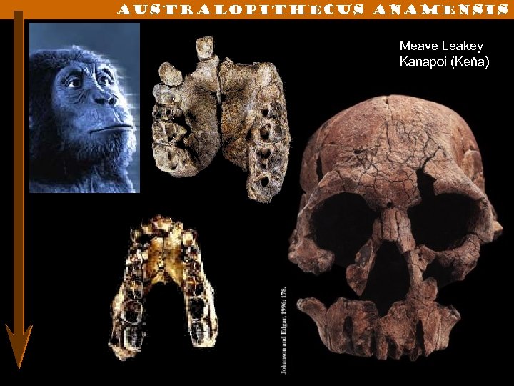 Australopithecus anamensis Meave Leakey Kanapoi (Keňa) 4, 2 -3, 9 miliónů let 