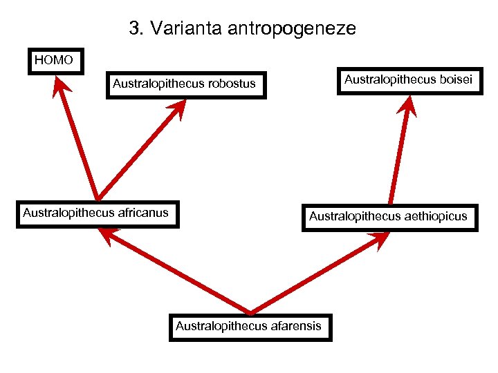 3. Varianta antropogeneze HOMO Australopithecus boisei Australopithecus robostus Australopithecus africanus Australopithecus aethiopicus Australopithecus afarensis