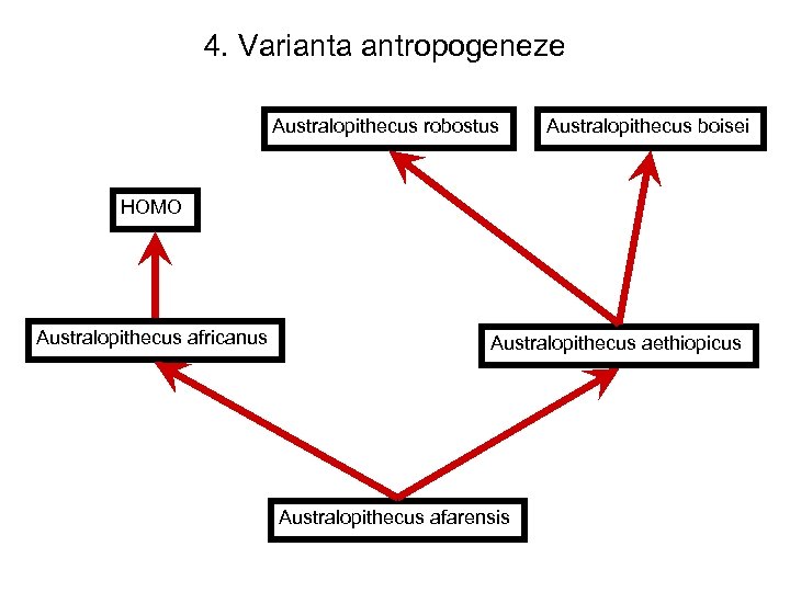 4. Varianta antropogeneze Australopithecus robostus Australopithecus boisei HOMO Australopithecus africanus Australopithecus aethiopicus Australopithecus afarensis