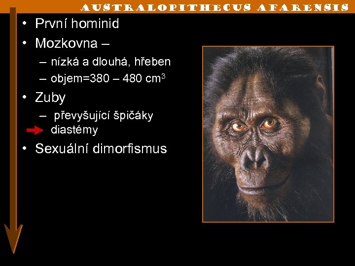 Australopithecus afarensis • První hominid • Mozkovna – – nízká a dlouhá, hřeben –