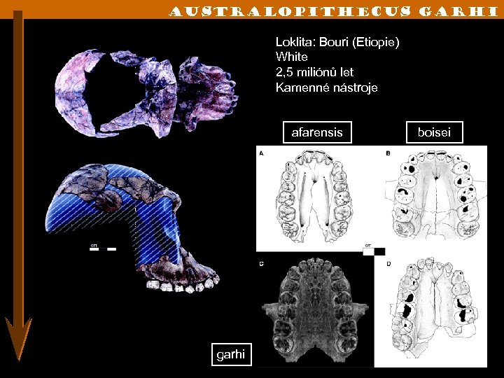 Australopithecus GARh. I Loklita: Bouri (Etiopie) White 2, 5 miliónů let Kamenné nástroje afarensis